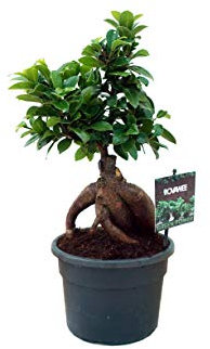 Ficus ginseng bonsai | Planta retusa | Planta de interior (Envíos solo a Península)