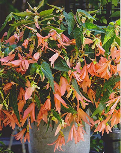 Bauernbegonie Begonia Bertini San Francisco Knollenbegonien Blumenzwiebeln Neu (3 Zwiebeln)