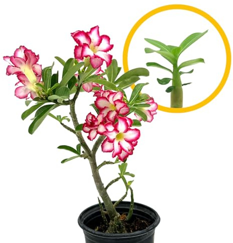 ragnaroc Live Succulents – Adenium Obesum Desert Rose 3-6” Tall 2 Plug - 2ct - Color When Flowering May be Pink or Red, Bonsai Caudex - Live Arrival Guaranteed - House Plants for Home Decor & Gift