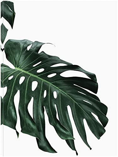 Fine Art Canvas Monstera 2 Canvas Wall Decor by Artist Sisi & Seb for Living Room, Bedroom, Bathroom, Kitchen, Office, Bar, Dining & Guest Room - Ready to Hang - 32 in x 43 in