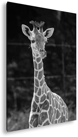 Leinwandbild Süße junge Giraffe, neugierig und verspielt Format: 70x50 cm Effekt: Schwarz&Weiß XXL Kunstdruck Bild auf Keilrahmen/Wandbild/Wohnzimmer Deko