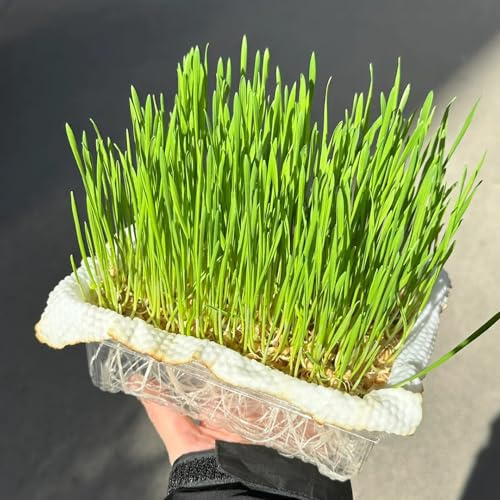 katzengrassamen gartendeko bodendecker winterhart hochbeete für steingarten draußen 200pcs