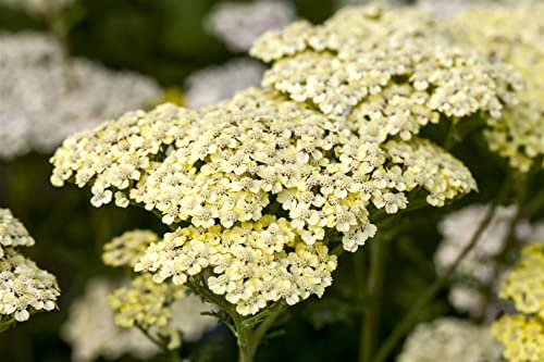 Achillea filipendulina 'Credo' 9x9 cm Topf – Winterhart, Mehrjährig, Pflegeleicht – Schafgarbe – Staude für Beet & Steingarten