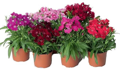 Clavel Chino Flor Natural - Pack de 6 Plantas - Para Interior, Terraza y Jardín - Flores de Colores