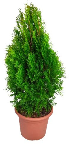 Tuya Natural Planta Arbustiva de Exterior y Resistente - DECOALIVE