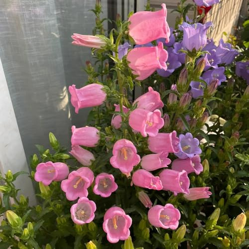 semi di campanula, recisi, Campanula media, balcone resistenti rustiche, rare, balcone resistenti, 100pcs