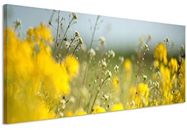 Panorama Fotoleinwand 120x40cm Landschaftsfotografie – Wiese mit gelben Blumen auf Leinwand exklusives Wandbild moderne Fotografie für ihre Wand in vielen Größen