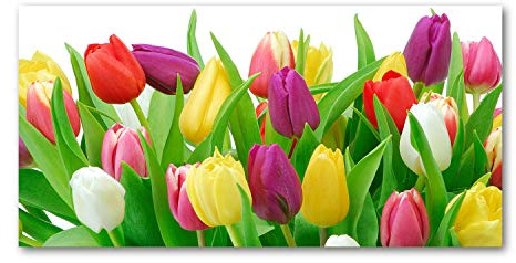 Tulup Glas-Bild Wandbild aus Glas - Wandkunst - Wandbild hinter gehärtetem Sicherheitsglas - Dekorative Wand für Küche & Wohnzimmer 100x50 - Blumen & Pflanzen - Bunte Tulpen - Mehrfarbig