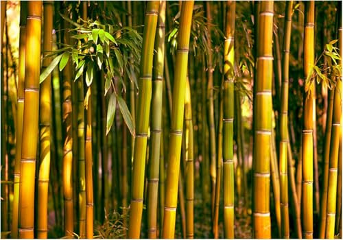 Fotomurales Decorativos Pared Bambú 400x280 cm Papel Pintado Tejido No Tejido Bosque Del Sol Fotomural 3D Mural Paredes Papel Tapiz Decoración Salón o Dormitorio a-8462