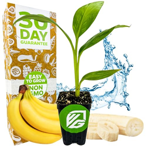 Dwarf Cavendish Banana Plant Live Tree - Musa by Wellspring Gardens – Starter Plant for Indoor and Outdoor Ambiance - Compact Size