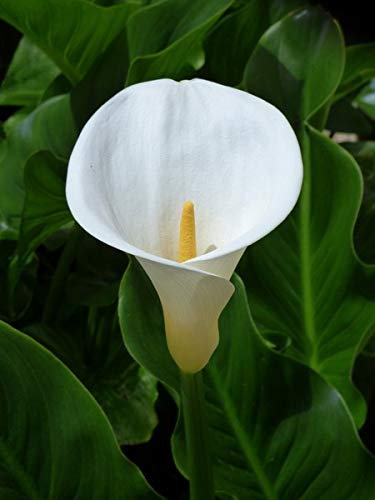 5 X Calla Aethiopica - Calla Bianca Classica - Bulbi Di Alta Qualità (5)