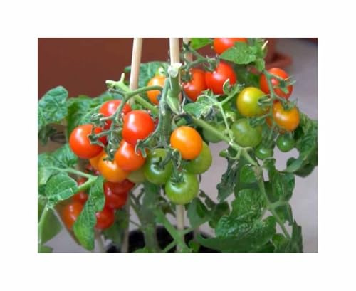 Stk - 50 Korn Topftomaten Red Robin Garten Pflanzen - Samen F-S372 - Seeds & Plants Shop by Ipsa