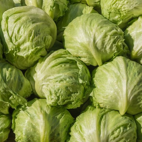 Semillas de lechuga iceberg orgánicas, perennes orgánicas raras de jardín de rocas resistentes comprar 1000pcs