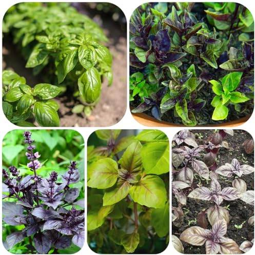 semi di basilico perenni resistenti semi di medicinali, appartamento, orto basilico cucina balcone giardino tappezzanti, 130pcs