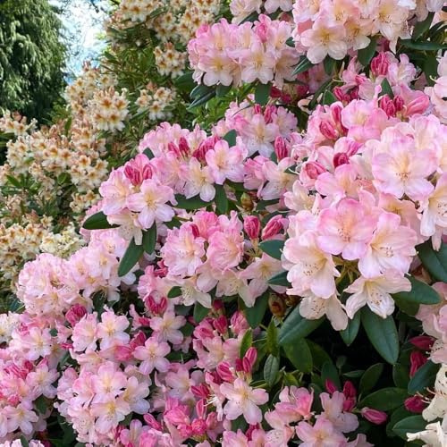 Semillas de rododendro, decoración jardín para exterior azalea resistentes, balcón, 20pcs