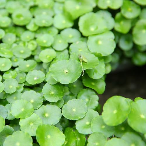 Pilea peperomioides, glückstaler, schnittblumen balkonblumen Chinesischer Geldbaum indoor gewächshaus balkon steingarten winterharte stauden für pralle sonne deko wohnzimmer 50samen