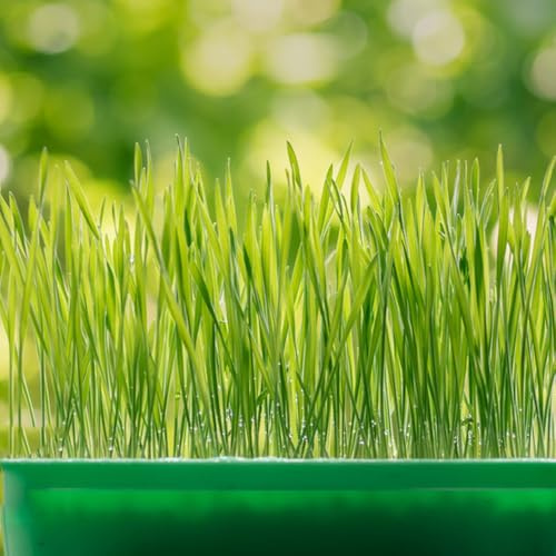 katzengras - gartendeko für draußen stauden winterhart mehrjährig bodendecker bio exotische 500samen