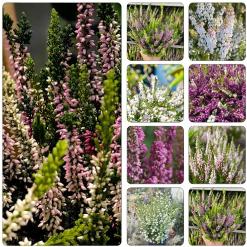 Heidekraut dachbegrünung schmetterlingsflieder herbstpflanzen winterhart blühend winterharte stauden dauerblüher blumengarten kräuterpflanzen frühlingsblumen schnittblumen wildblumen 250samen