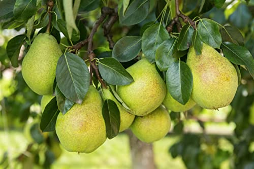 1 Birnenbaum Köstliche von Charneux im Topf 100cm Terrassenobst obstbaum Birne Pyrus- außergewöhnlich aromatisch & elegant süß – reichtragend & robust