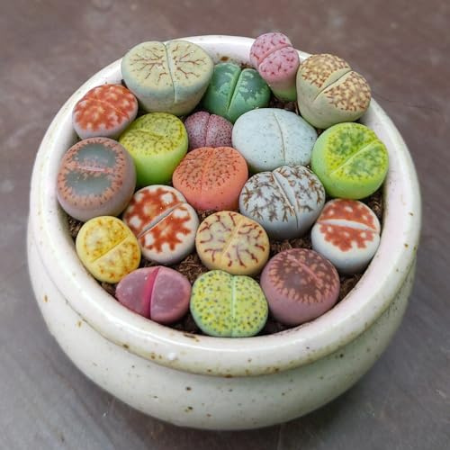 SUNNYPLANTS - Lithops Pflanzenmischung, Seltene Lebende Stein-Sukkulenten, Bunte Zimmerpflanzen, 1 cm Durchmesser (20 Stück)