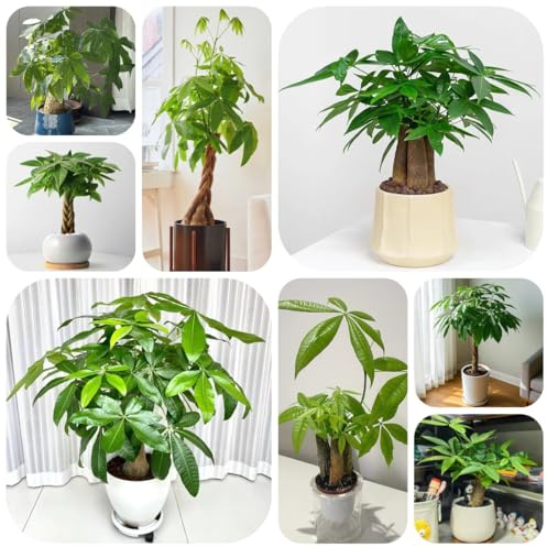 semi di castagna fortunata - castagna fortunata verdi, decorazione del giardino esterno resistenti per il giardino esotiche 8pcs