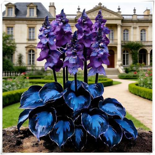 Hosta Mélange de rhizomes vivaces rustiques,Rizoma di Hosta,Caucun arrosage nécessaire, Plantation professionnelle,Onvient pour le printemps et l'automne-4 Rizoma-C