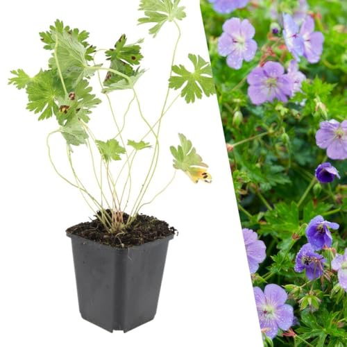 Plants by Frank Geranium Rozanne, 12x Storchschnabel Pflanzen, Ø 9 cm | Geranium Pflanze, Bodendecker Winterhart Mehrjährig, Staude, Violettblaue Blütenfarbe, Gartenpflanzen, Topf 9 cm, Höhe: 15 cm