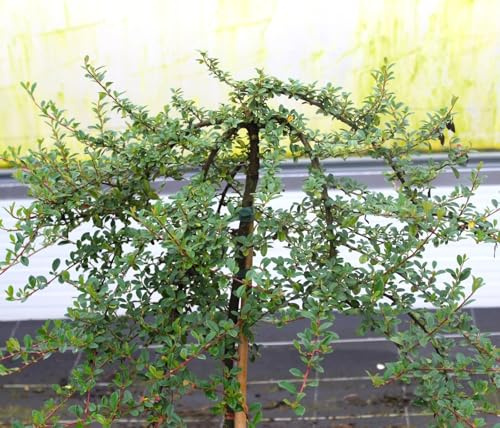 Zwergmispel Radicans Cotoneaster dammeri Hochstamm 80-100 cm Mispel