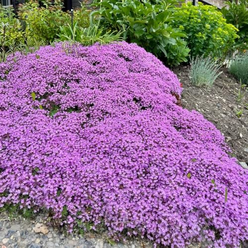 semi di timo strisciante, resistente di selvatici da appartamento rare da interno giardino 150pcs