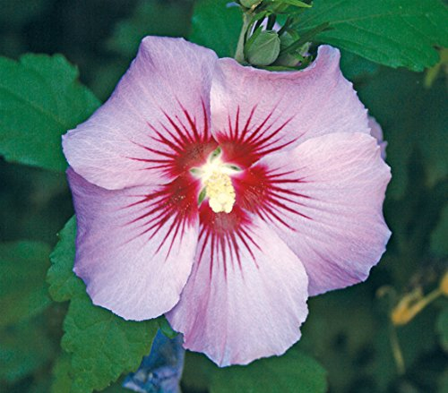 Dehner Hibiscus Maike, kompakter Wuchs, rosafarbene Blüten, ca. 40-60 cm, Zierstrauch