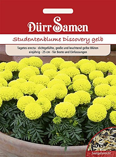 Dürr-Samen - Studentenblumen Discovery gelb einjährig 25 cm Saatgut