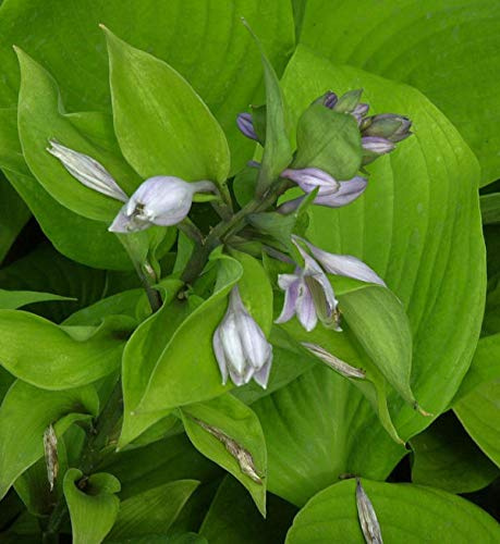 Funkie Sum and Substance - großer Topf - Hosta cultorum - lebende Gartenpflanze aus den Baumschulen