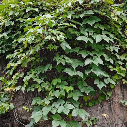 Parthenocissus tricuspidata, balkonblumen kletterpflanzen Wilder Wein Winterhart, winterharte für garten dekopflanze exotische 400Samen