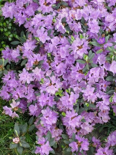Rhododendron impeditum 'Ramapo' 20-25 cm – Winterhart, Immergrün, Mehrjährig – Zwerg-Rhododendron – Zierstrauch für Steingarten & Kübel