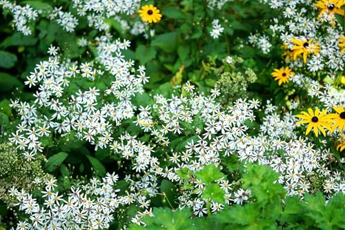 Weißer Wald-Aster – Eurybia divaricata – 25 Samen