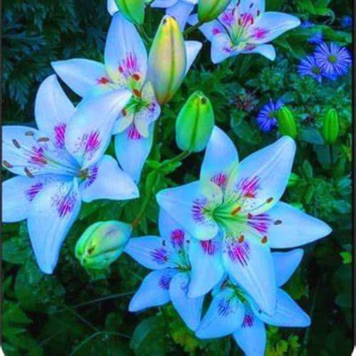 Lilium,Lirio blanco/naturales/Embellecer el entorno,Horticultura,Decoración Del jardín.-2Pcs-O
