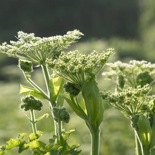 semillas de apio organicas, jardín del balcón Comprar de apio de lecho elevado, balcón del jardín 35pcs