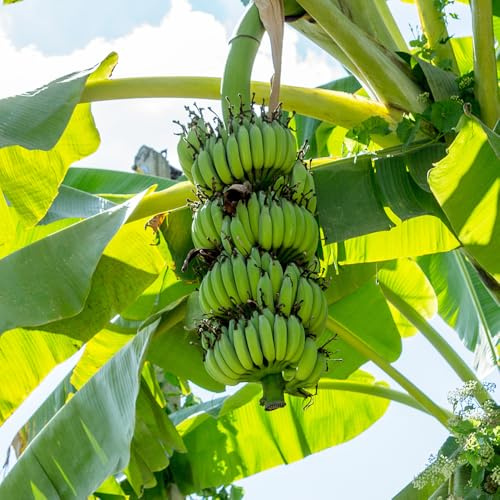 banano - copertura del terreno esterno resistenti balcone in vaso 500semi