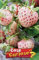 Italsementi Fragola Bianca Pineberry