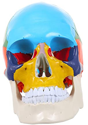 CHILDWEET Schädelmodell Modell des menschlichen Körpers für Anatomiemodell the skulls totenschädel werkzeug Schädel Kopf medizinisches Modell Kopfmodell des menschlichen Schädels Harz