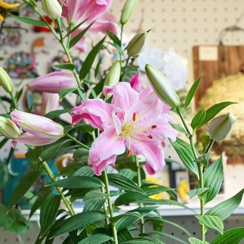 4 piezas Los bulbos de lirio son plantas perennes resistentes. plantas de jardin, plantas para exterior regalos para los amantes del jardín Plantas de balcón, flores para plantar.