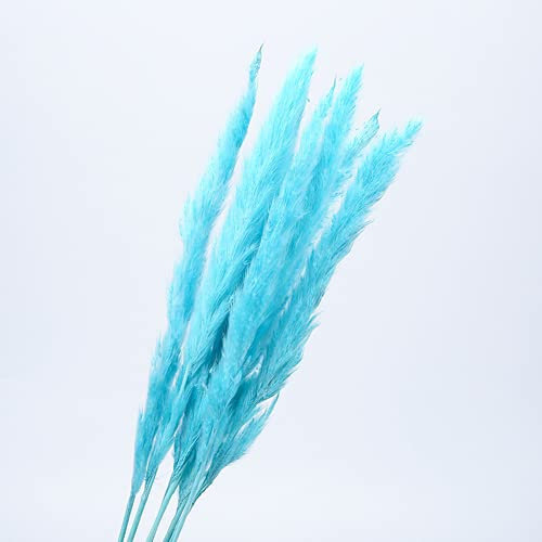 YIWOYI Getrocknetes Pampasgras, Dekoration, klein, Bulrush, natürlich, klein, getrocknete Blumen, Pampasgras, Phragmiten, Pflanzen für Hochzeitsdekoration (blau)