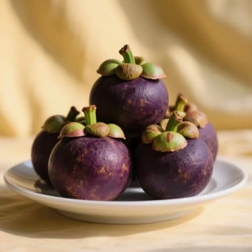 semi di mangostano, colonnari nani frutteto esotiche serre balcone colonnare regali per giardinieri balcone giardino roccioso 50pcs