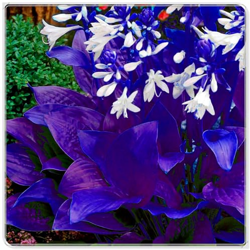 Schöne Hosta, kältebeständig, mehrjährig, seltene Farbe, geeignet für die Gartendekoration-4 stück-A