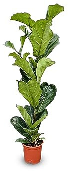Tropictrees - Ficus Lyrata - Höhe 120cm - Geigenfeige - Zimmerpflanzen