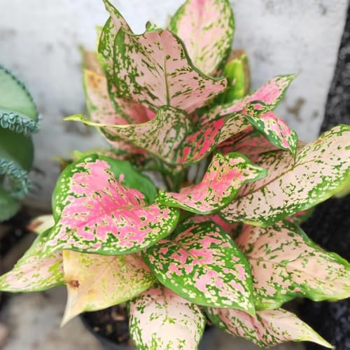 Semi di Aglaonema - da ufficio da interno prodotti sostenibili regali per gli amanti del giardino esotiche 150pcs