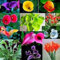 Bulbi Di Calla,Piante Perenni,Bulbi Da Fiore,Piante In Vaso, Da Esterno,Calla Lily Plant,Calla Pianta-10bulbi-F