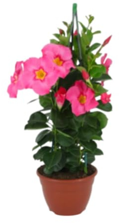 Planta natural Dipladenia Rosa, 50 cm. Mandevilla. Trepadora tropical de flores brillantes en forma de trompeta, ideal para jardines soleados. Segura Garden.