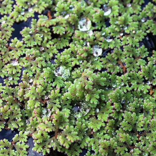 WASSERPFLANZEN WOLFF - Großer Algenfarn - Feenmoos/Azolla filiculoides | Schwimmpflanze - Beschattung des sommerlichen Teich | Pflegeleicht & Schnellwachsend | färbt sich im Sommer kräftig Rot