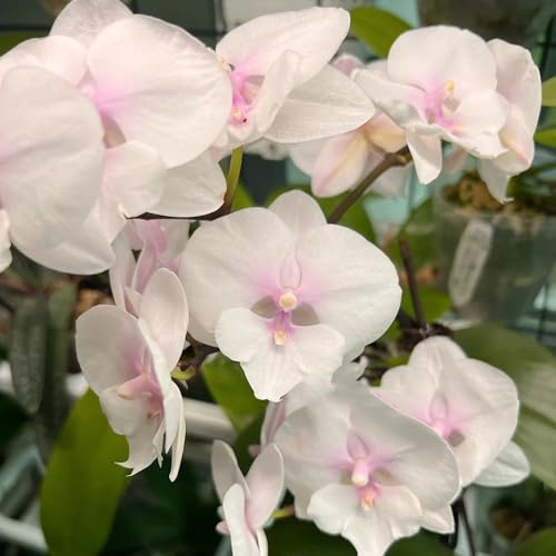 orchidee phalaenopsis semi di giardino di foglie perenne scalapante balcone parterre giardino interno selvaggio balcone primavera decorazione 500pcs